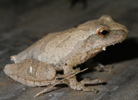 Spring Peeper